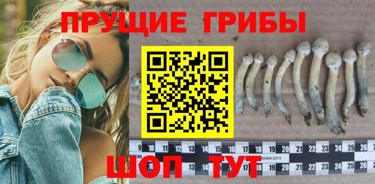 Амурск  Галлюциногенные грибы Cubensis  Вход с VPN  Галлюциногенные грибы Cubensis 